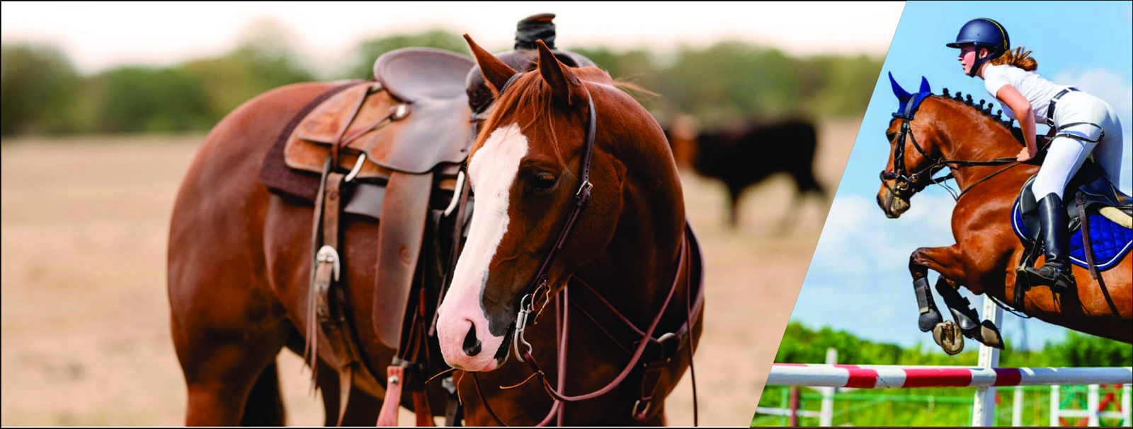 Innovative Rider accessories